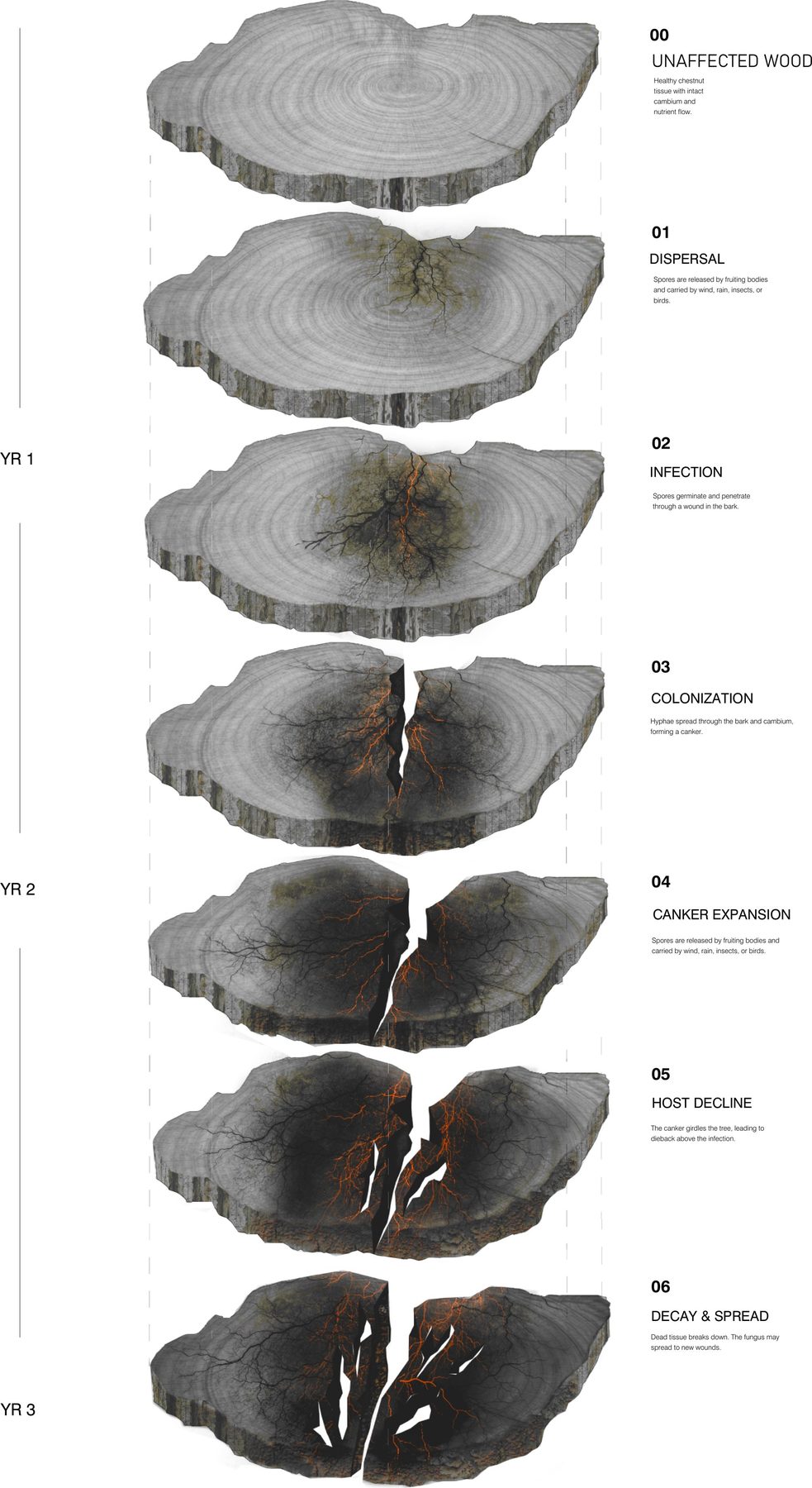 Three-year progression: unaffected wood, dispersal, infection, colonization, canker expansion, host decline, decay and spread