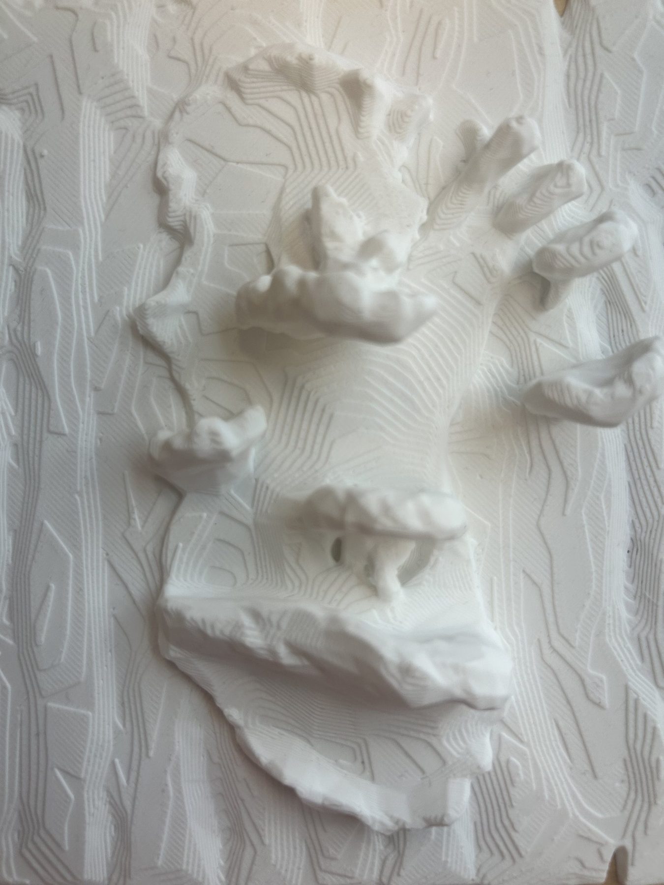 Relief model: fungal geometry cut against the forest contour