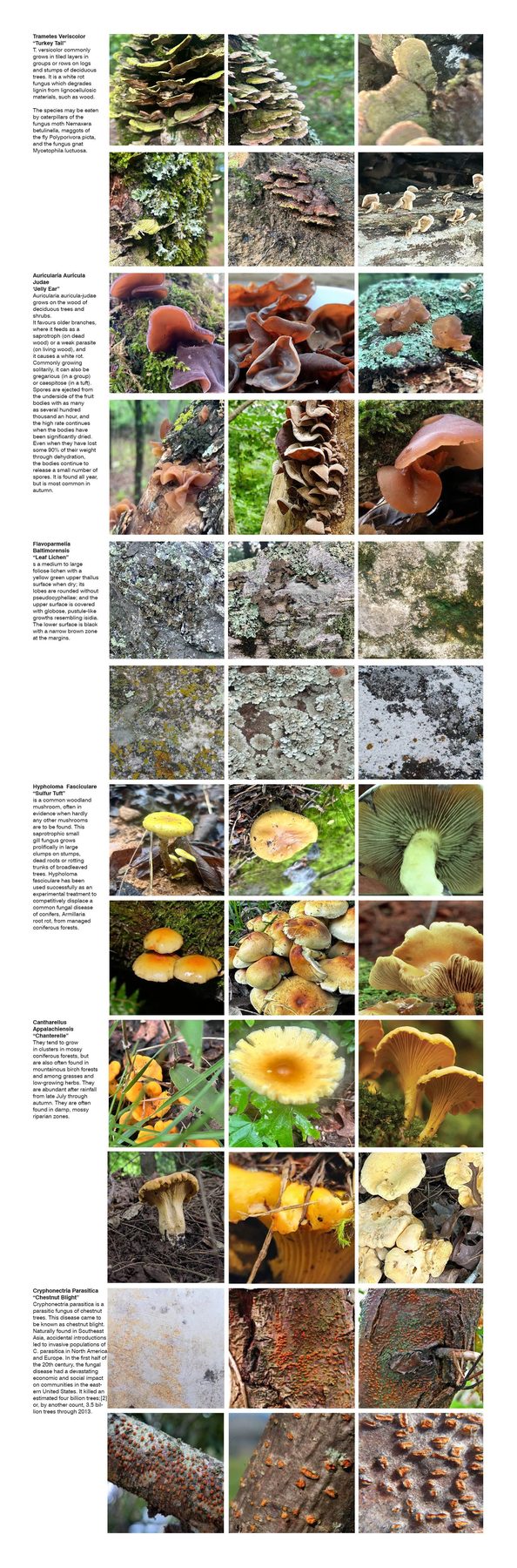Field catalogue: six endemic species, habit and substrate