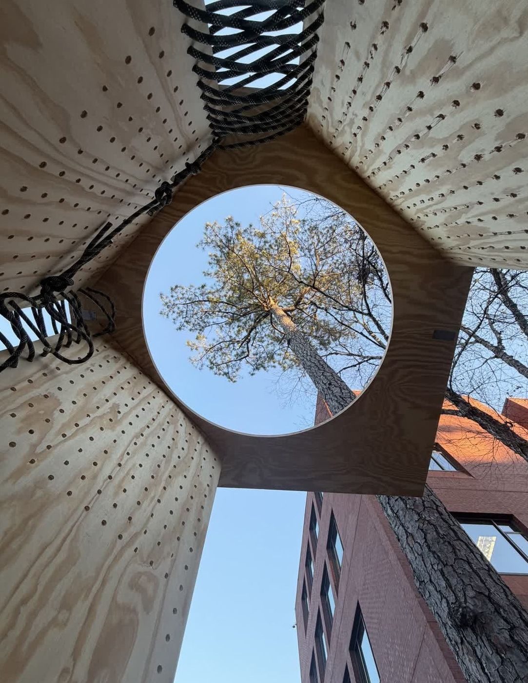 Looking up through the oculus: filtered light and framed canopy